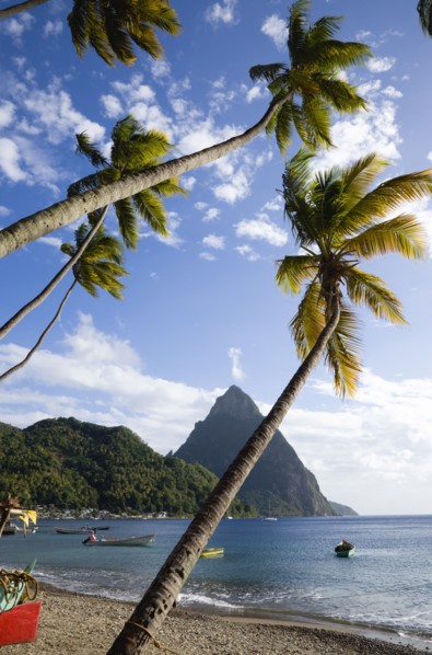 WEST INDIES, St Lucia, Soufriere, Fishing boats on the beach lined with coconut palm trees with the