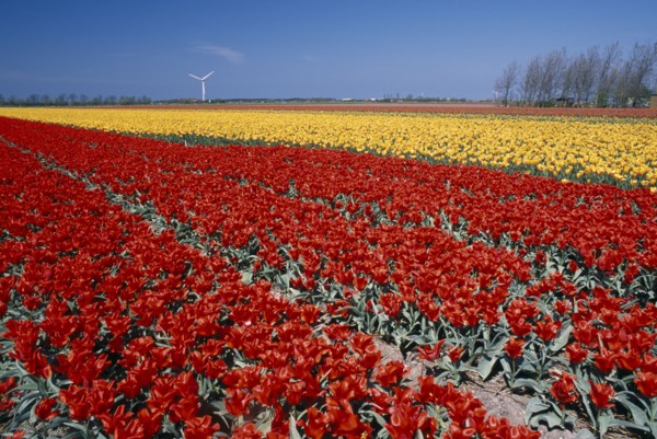 HOLLAND, Noord Holland, Sint Maartensbrug, Field of red and yellow tulips with a wind turbine in