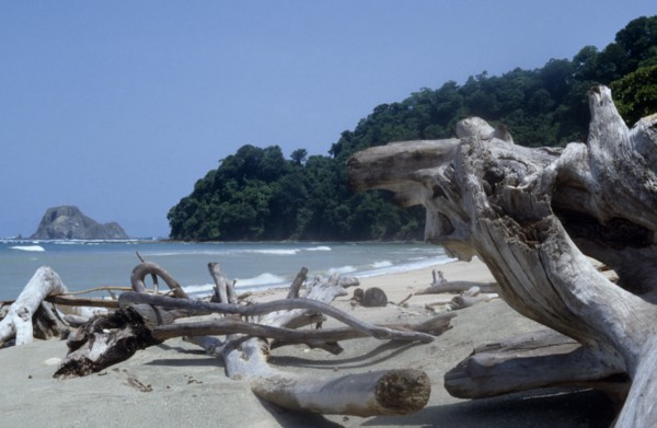 COSTA RICA, Caba Blanco, "Driftwood on beach with trees extending to shore behind, part of nature