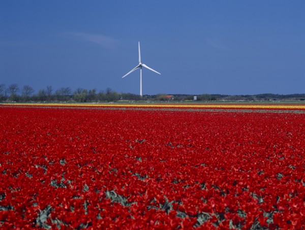 HOLLAND, Noord Holland, Sint Maartensbrug, Wind turbine in a field of red and yellow tulips near