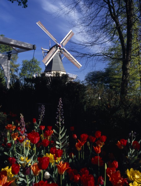 HOLLAND, South, Lisse, Keukenhof Gardens. The parks Windmill with tulips in the foreground.
