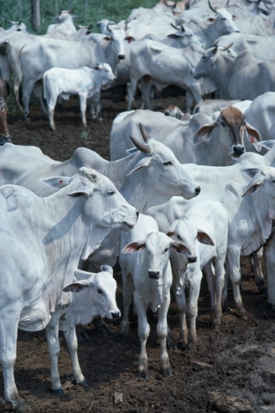 COLOMBIA, Agriculture, Cattle, "Zebu cattle on Ernestor Puyana's ranch close to Bucaramanga,