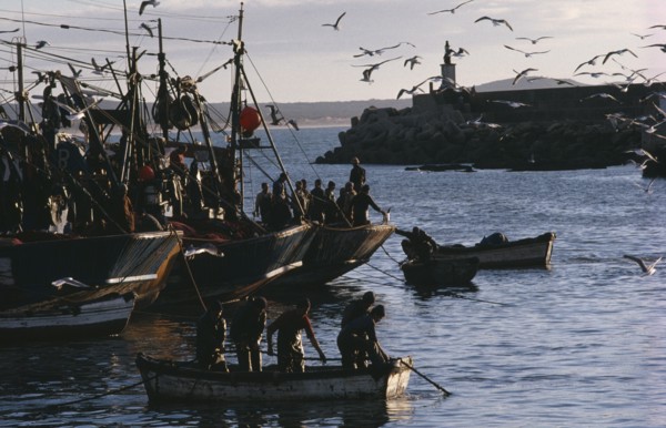 20088980 MOROCCO  Essaouira Seagulls circling above fishing boats in fortified harbour.