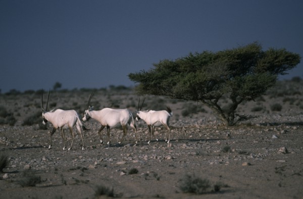 OMAN, Jiddat al Harasis, Arabian Oryx