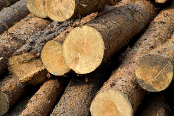 ENGLAND, West Sussex, Amberley, Amberley Working Museum. Logs of wood outside The West Sussex