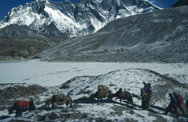 NEPAL, Sagarmatha N. Park, Lhotse, Yaks carrying packs through snow covered mountain landscape