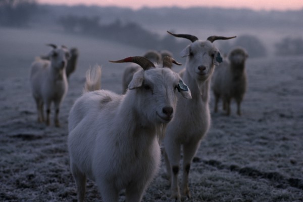 ENGLAND, Oxfordshire, Agriculture, Cashmere goats standing on frosty ground in early morning mist.