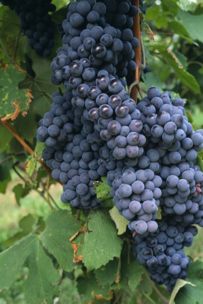 ITALY, Veneto, Lake Garda, Bardolino.   Bunches of red grapes for local wine production hanging