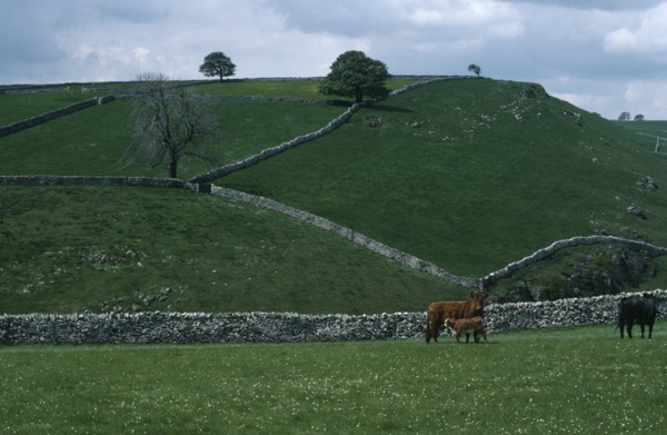 ENGLAND, Derbyshire, Peak District, Dovedale.  Pastureland divided by dry stone walls with cattle