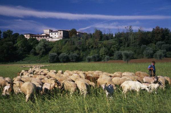 ITALY, Lake Garda Area, Shepherd with flock of sheep and goats with building on crest of wooded