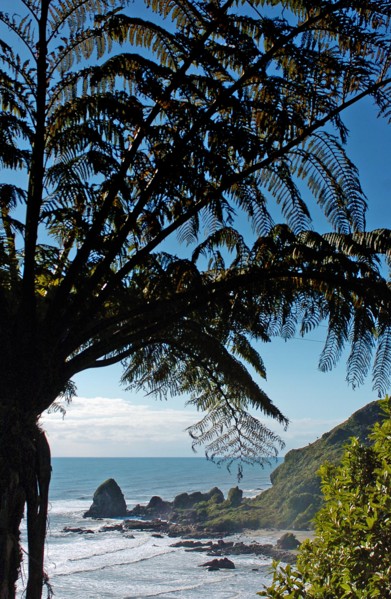 NEW ZEALAND, SOUTH ISLAND, WEST COASt, "UNNAMED BAY, NEW ZEALAND FERNS AT AN UNAMED BAY OFF THE