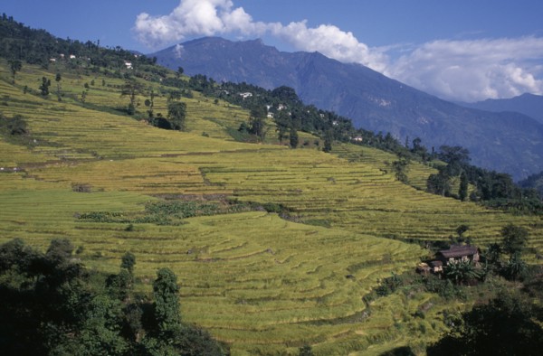 INDIA, Sikkim, Agriculture, Rice terraces on hillside in West Sikkim with mountain backdrop.