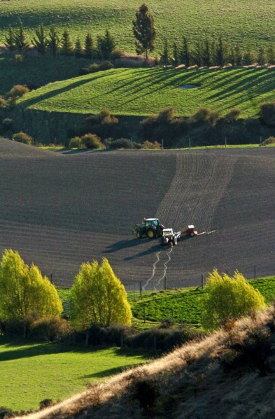 NEW ZEALAND, SOUTH ISLAND, OTAGO, "ARROWTOWN, A TRACTOR PLOUGHS A FIELD IN THE CROWN TERRACE