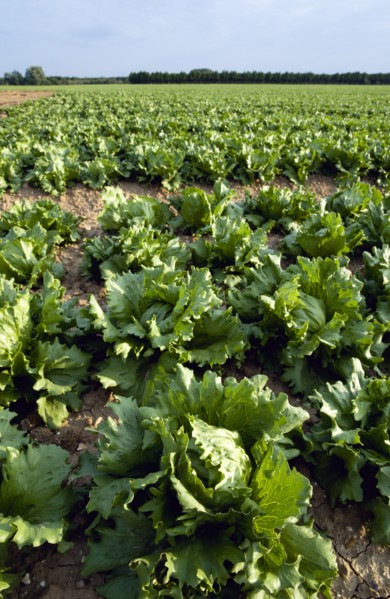 ENGLAND, West Sussex, Chichester, Rows of ripe green lettuce growing in a field viewed from ground