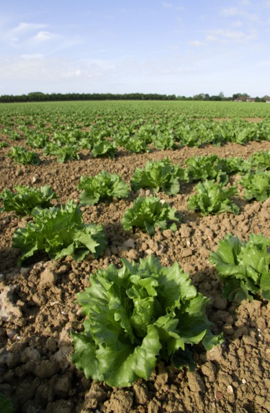 ENGLAND, West Sussex, Chichester, Rows of ripe green lettuce growing in a field viewed from ground