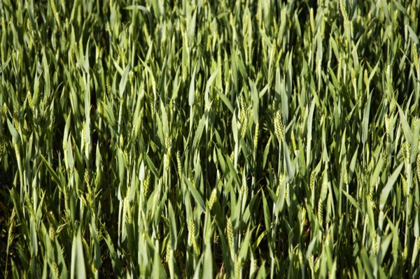 ENGLAND, West Sussex, Chichester, Field of young growing green wheat crop seen from above