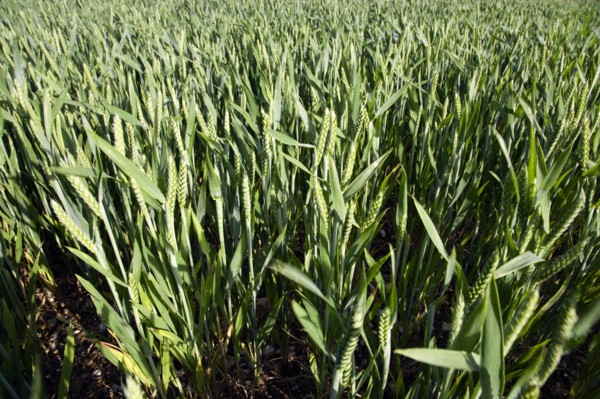 ENGLAND, West Sussex, Chichester, Field of young growing green wheat crop