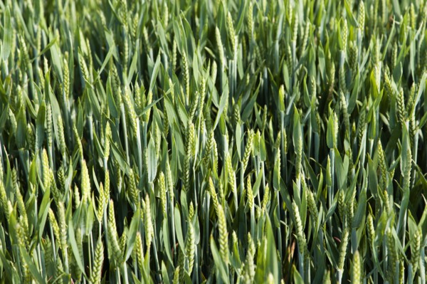 ENGLAND, West Sussex, Chichester, Field of young growing green wheat crop seen from above