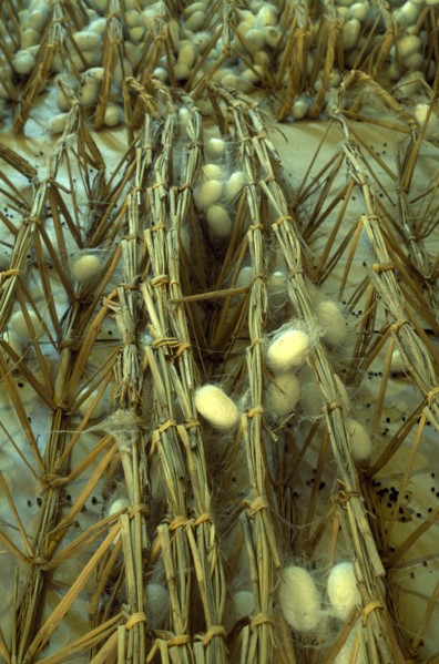 CHINA, Jiangsu, Suzhou, Suzhou Silk Museum.  Silk worm cocoons.