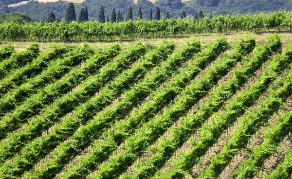 ITALY, Tuscany, Montalcino, Vineyard on a hillside on the outskirts of the hilltown