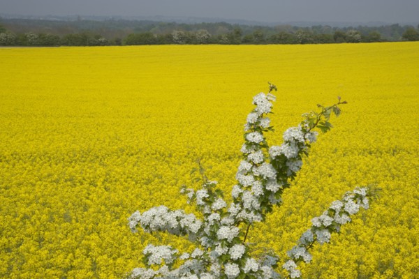 ENGLAND, West Sussex, South Downs, Field of yellow oilseed rape flowers