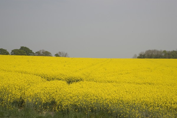 ENGLAND, West Sussex, South Downs, Field of yellow oilseed rape flowers
