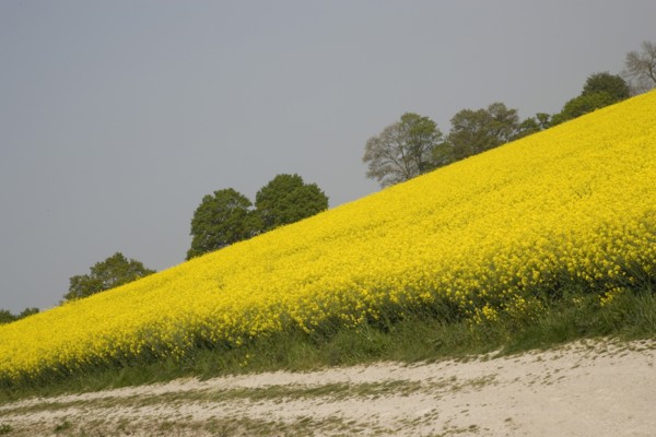 ENGLAND, West Sussex, South Downs, Field of yellow oilseed rape flowers. Angled view