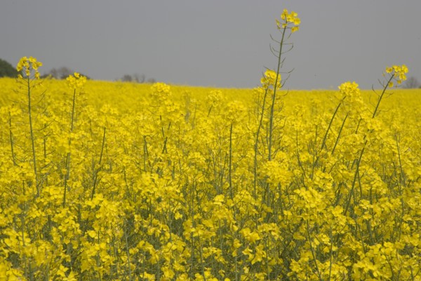 ENGLAND, West Sussex, South Downs, Field of yellow oilseed rape. Detail of flowers.
