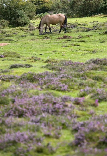 ENGLAND, Hampshire, The New Forest, Ogdens Purlieu a fertile valley near Ogden Village. Single New