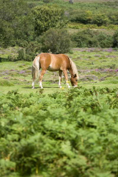 ENGLAND, Hampshire, The New Forest, Ogdens Purlieu a fertile valley near Ogden Village. Single New