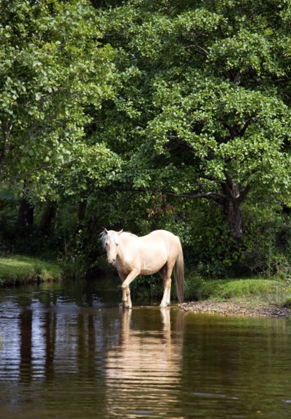 ENGLAND, Hampshire, The New Forest, Ogdens Purlieu a fertile valley near Ogden Village. Single New
