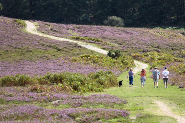 ENGLAND, Hampshire, The New Forest, Ogdens Purlieu a fertile valley near Ogden Village. Four people
