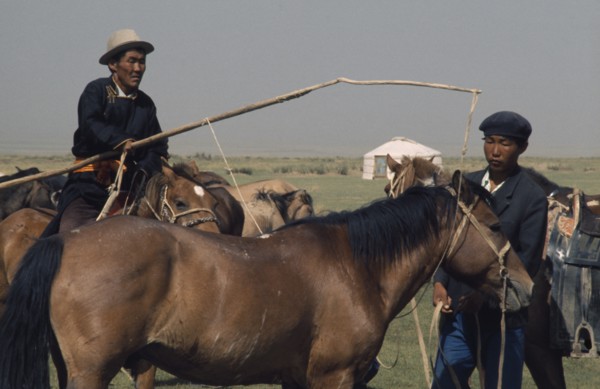 MONGOLIA, Gobi Desert, Biger Negdel, Khalkha horseman using a long lassoe-pole to bring in a wild