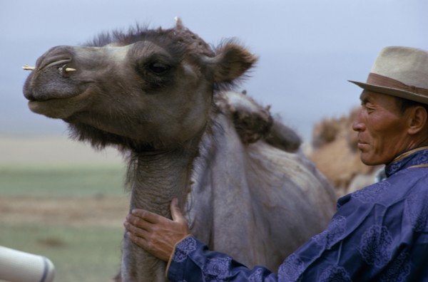 MONGOLIA, Agriculture, Khalkha herdsman dressed in traditional Mongol silk tunic shows off his