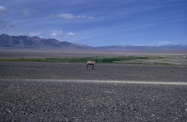 MONGOLIA, Gobi Desert, Summer on edge of Gobi desert with solitary camel in summer moulting state.