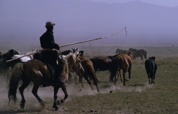 MONGOLIA, Gobi Desert, Biger Negdel, Horseman rounding up herd of wild horses to break tghem in