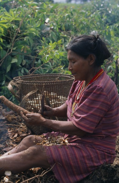 COLOMBIA, North West Amazon, Tukano Indigenous People, Makuna headman's wife scraping clean roots