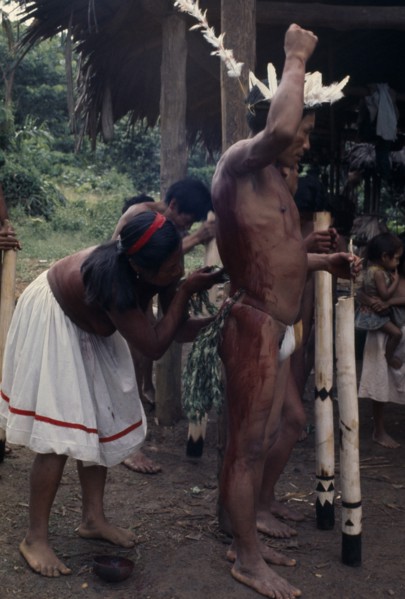 COLOMBIA, North WestAmazon, Vaupes, Maku woman painting the body of man wearing feather crown with