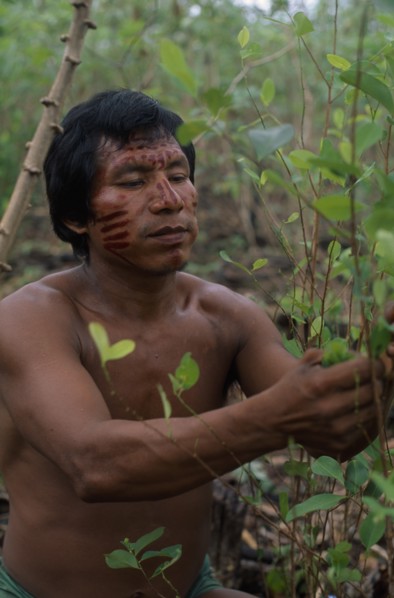 COLOMBIA, North West Amazon Vaupes rio Piraparana, Tukano Indigenous People, Makuna man Venancio