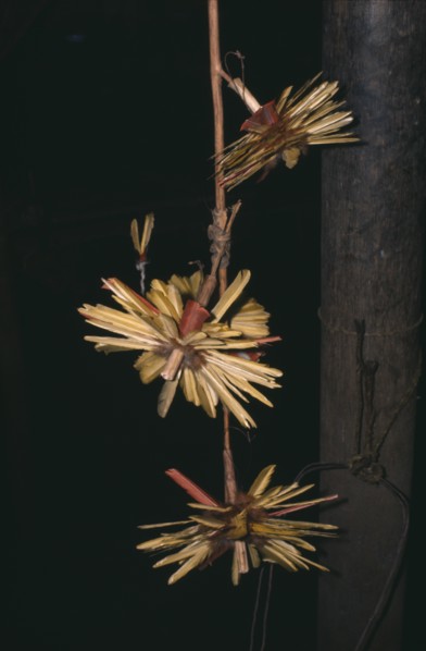 COLOMBIA, North West Amazon, Tukano Indigenous People, "Barasana ceremonial macaw and toucan