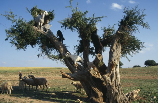 MOROCCO, Agriculture, Livestock, Little boy with goats climbing Argane tree to reach leaves near
