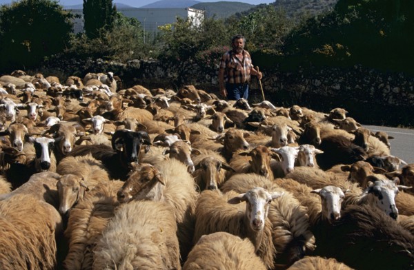 GREECE, Ionian Islands, Kefalonia, Shepherd with sheep walking along road.