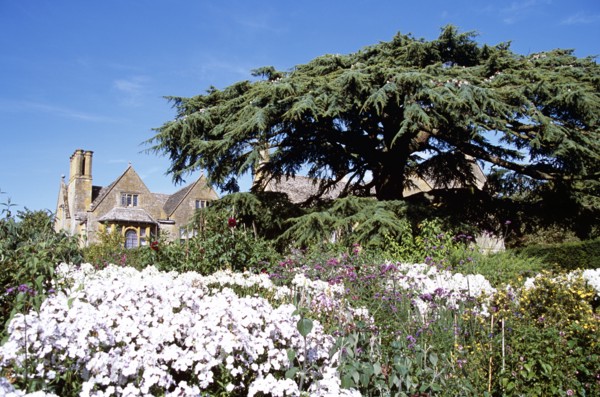 ENGLAND, Gloucestershire, Hidcote Bartrim, "Hidcote Manor Garden, near Chipping Campden. Cedar of