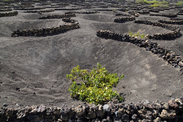 SPAIN, Canary  Islands, Lanzarote, La Geria.  Patterns made by shallow craters and semi circular