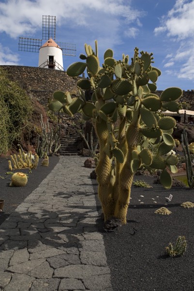 SPAIN, Canary  Islands, Lanzarote, Jardin de Cactus.  Former volcanic quarry transformed by Cesar