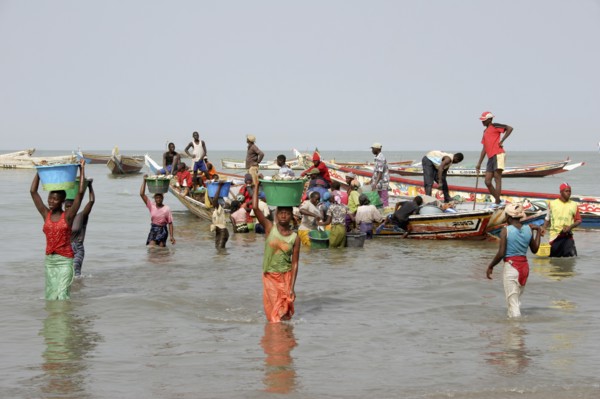 GAMBIA, Western Gambia, Tanji, Tanji coast.  Women carrying bowls full of fish on their heads