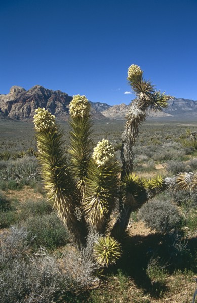 USA, Nevada, Red Rock Canyon, Flowering Joshua Tree in barren rocky landscape.