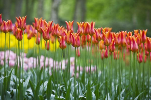 20091060 Red Tulips Keukenhof Gardens Benelux Dutch European Netherlands Western Europe  Region - Europe WesternFlora & FaunaDominant RedDominant GreenTravelTRAVEL Brochure Jon Hicks 20091060 HOL...