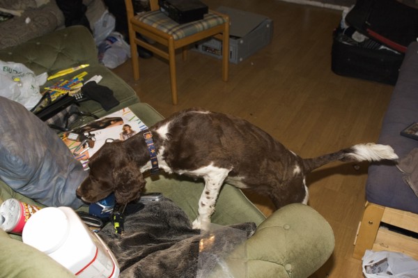 LAW and ORDER, Police, Drugs Raid, Springer Spaniel sniffer dog used in search of residential home