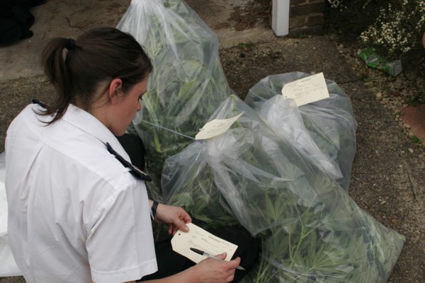 LAW and ORDER, Police, Drugs Raid, "Marijuana grown under heat lights in residential home,